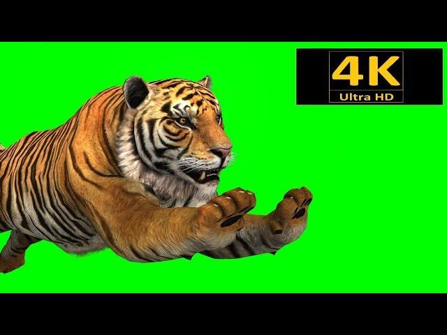 free green screen, animals, tiger, chroma key, 3d animation, 4K, hd