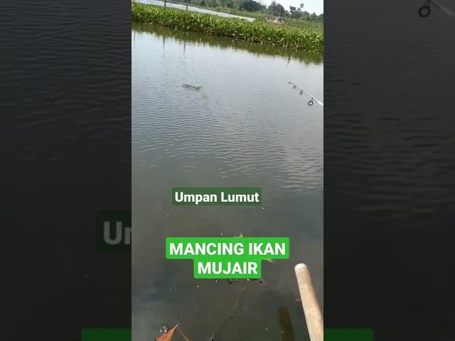 mancing ikan mujair pake umpan lumut #shorts #mancingmujair#umpanlumut