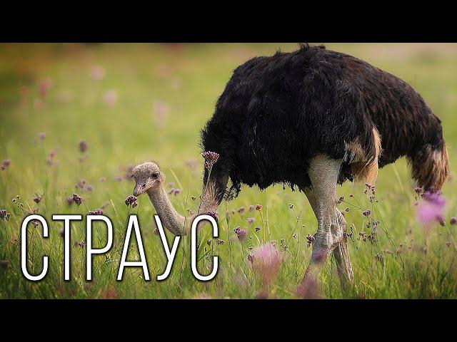 Ostrich: The biggest bird on Planet Earth | Interesting facts about ostriches