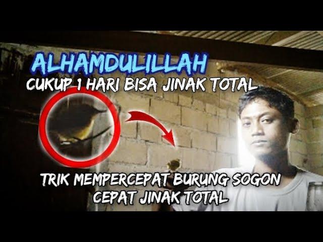 Burung hasil pikat bisa jinak total || menjinakan burung sogok ontong hasil pikat cukup satu hari