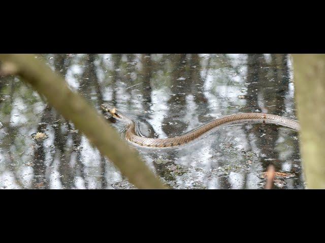 Grass snake swimming