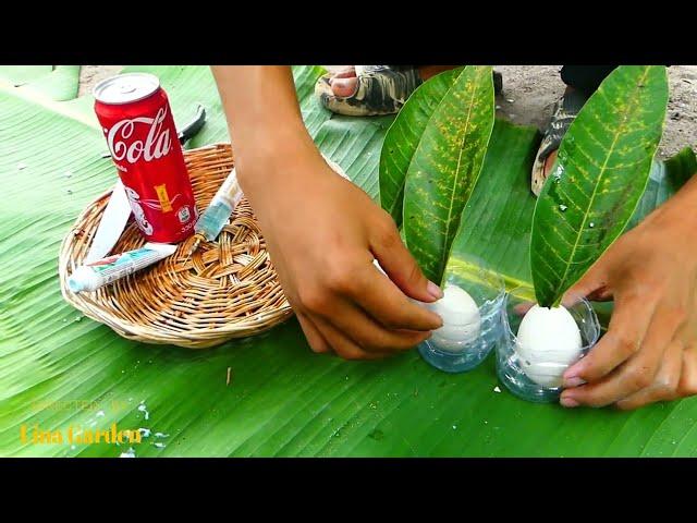 Unique​ Technique : Grafting Mango Tree Using Coca Cola and Eggs Growing Faster and Has Many Fruits