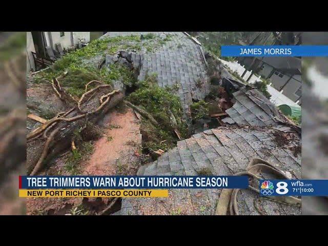 Tree service experts caution you to check your trees before hurricane season