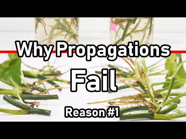 Why Your Propagation FAILS ( Reason #1 LIGHT )