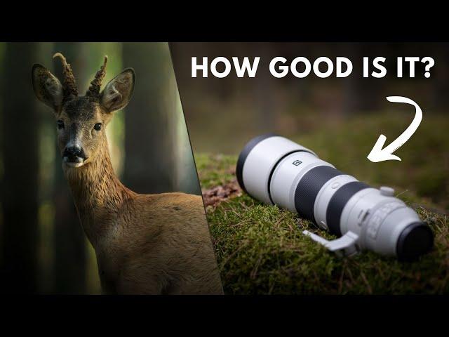 The lens of your WILDLIFE dreams - Sony FE 200-600 G OSS Long-Term Review