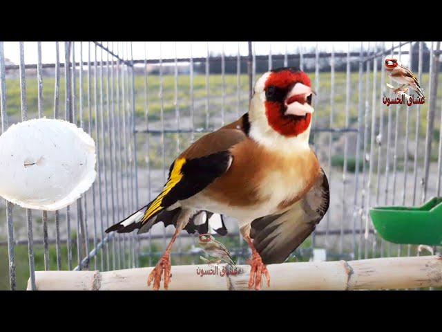 goldfinch singing. This bird has no equal