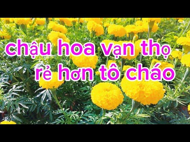 bông vạn thọ rẻ hơn một tô cháo ( an võ vlogs)