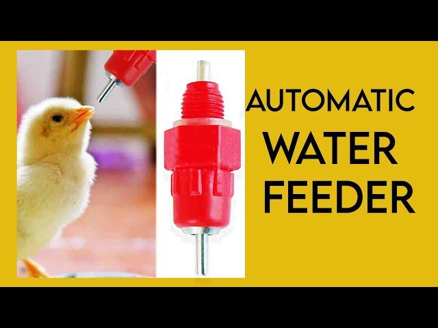 Automatic Water feeder for quails