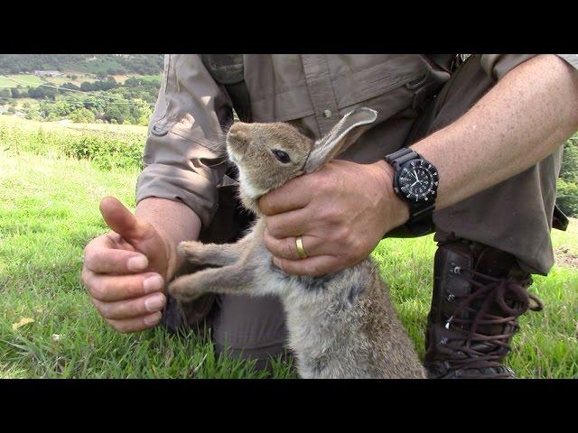 How to humanely dispatch a rabbit