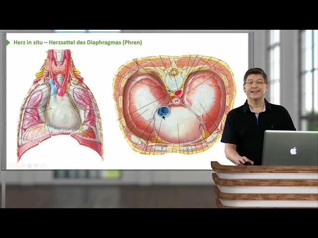 Herz: Herz - in situ Lage, Herzflächen & Vasa publica - 1