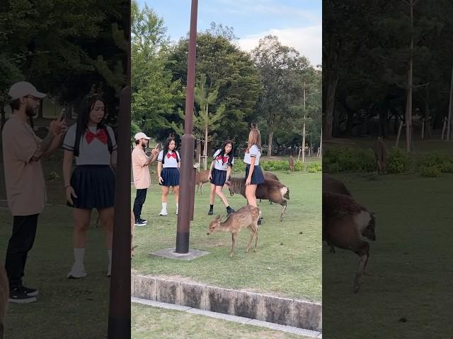 自然の愛に抱かれて | Nara Deer Park Japan |奈良日本旅行 | お辞儀をする鹿日本 | 日本ビデオブログ 4k | へずまりゅう 奈良公園 | fun