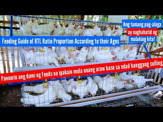 Feeding Guide of RTL Ratio Proportion According to their Ages/ Sukat ng Feeds na ipakain sa RTL