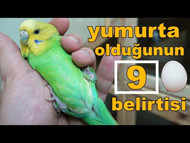 Dişi Muhabbet Kuşu Yumurta Var mı 9 Belirti