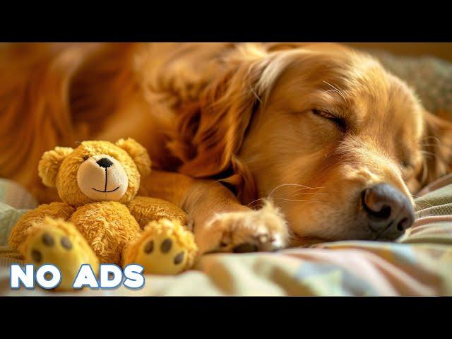 12 Hours Anti Anxiety Music for Dogs  Stress Relief Music For Dogs  Calming Music For Dogs