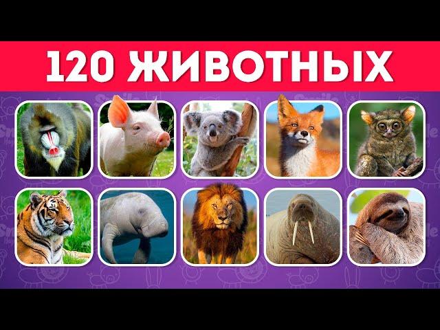 Назови 120 животных по фото за 5 секунд