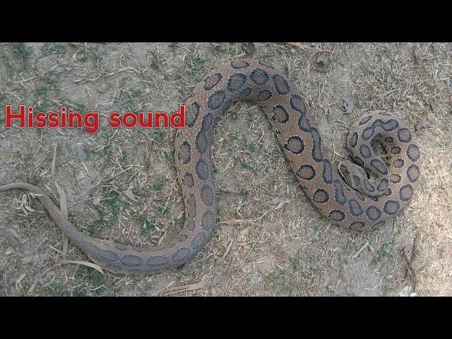 Russell's viper snake Hissing sound