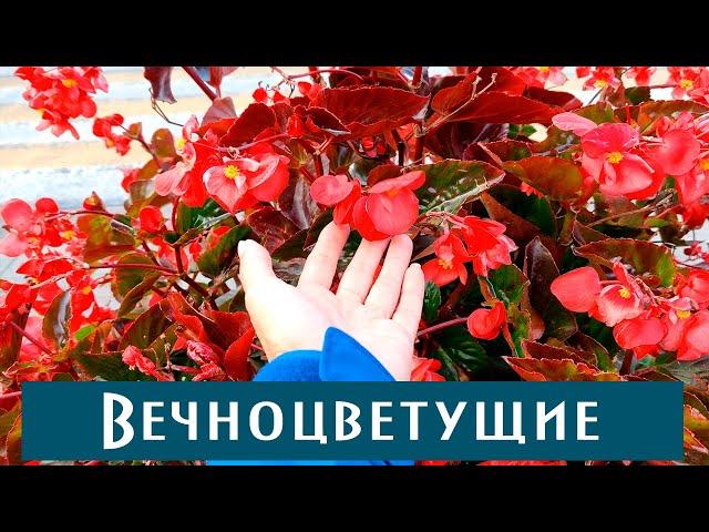 Выращивание бегоний вечноцветущих! Особенности роста высокой бегонии вечноцветущей! Размножение