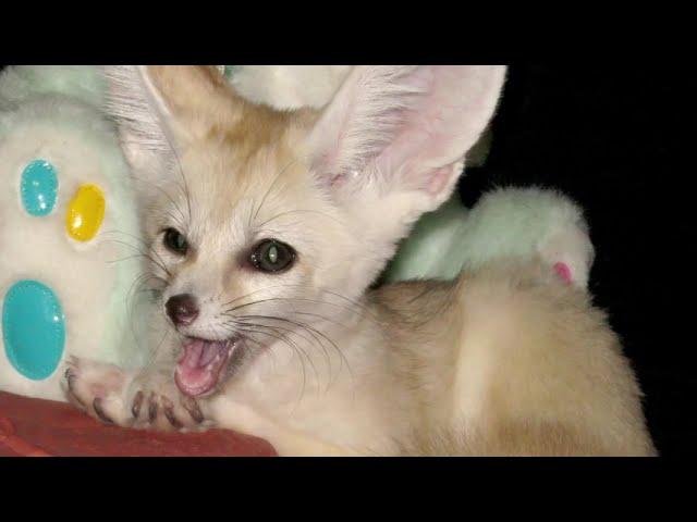 What do Fennec Foxes Sound Like?