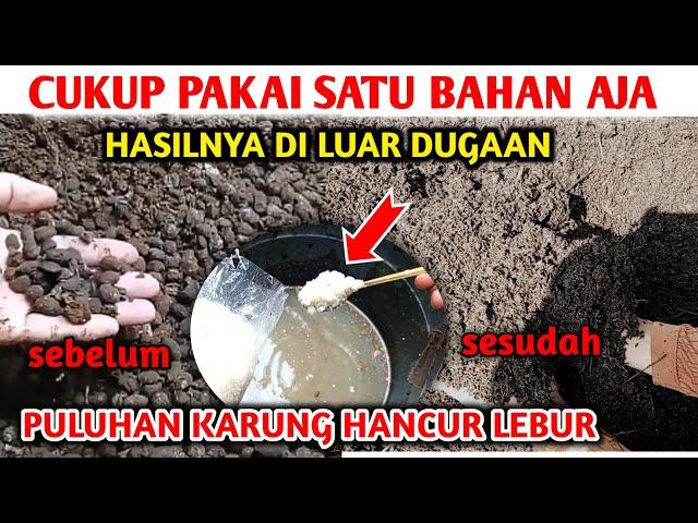 Hasilnya sangat luar biasa..!! Cara Fermentasi kohe kambing dengan cepat