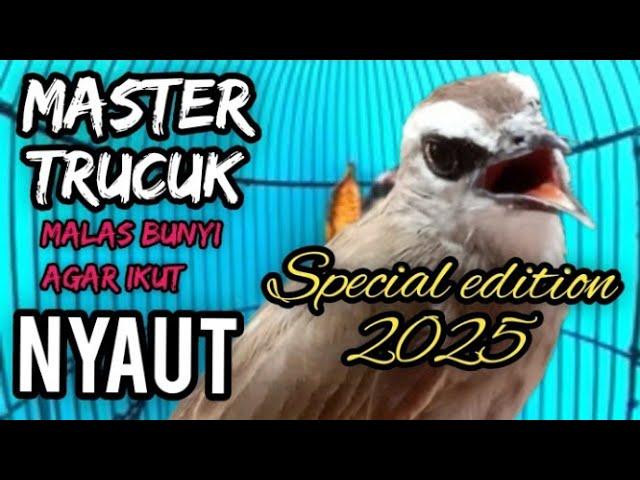 TRUCUKAN Ombyokan,trucuk bahan malas BUNYI Agar NYAUT dengar PANCINGAN Burung trucukan GACOR ropel #