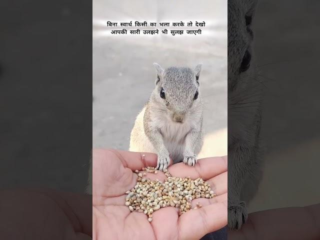 Karke dekho  #animals #animallover #shayari #shayaristatus #squirrel #gilehri #whatsappstatus