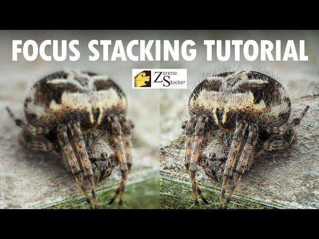 How To Focus Stack In Zerene Stacker