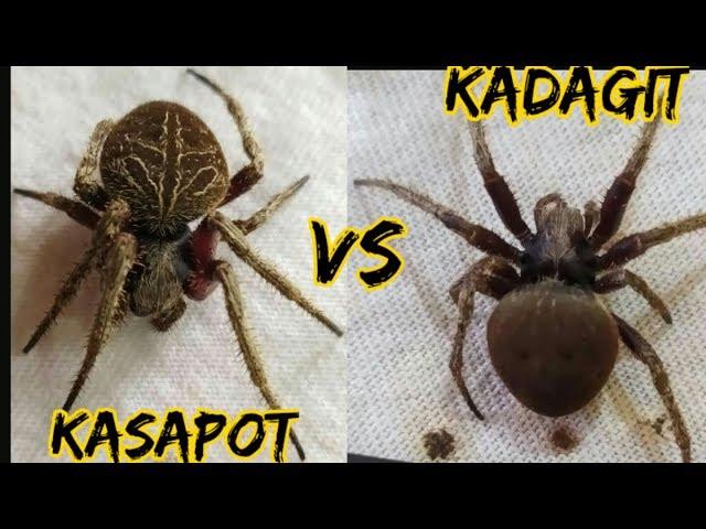 the giants double-headed philippines spider / spider fight
