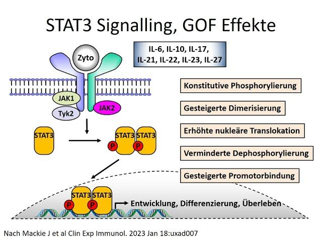 Teil 21: STAT3 GOF Mutation