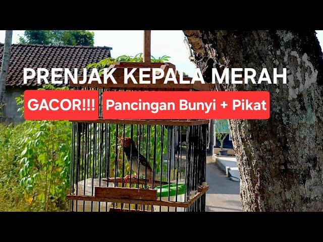 Pancingan Burung Prenjak kepala merah agar bunyi | Suara Pikat Prenjak tamu Jantan Gacor | Masteran