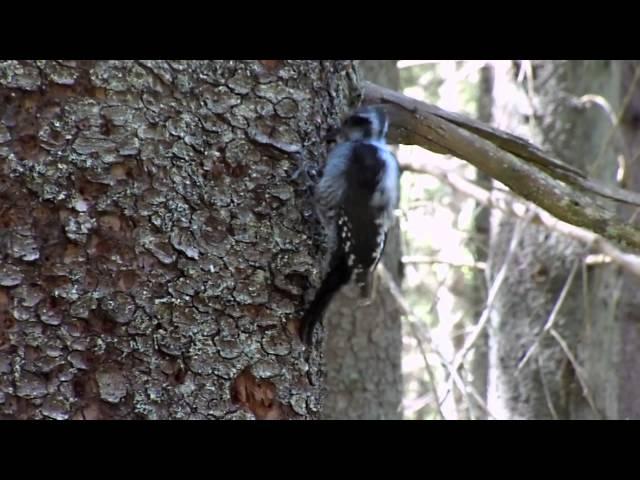 pohjantikka - Picoides tridactylus