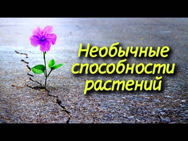 Необыкновенные свойства самых обычных растений