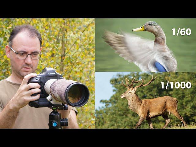 How to Use Shutter Priority Mode for Wildlife Photography - Advantages & Disadvantages