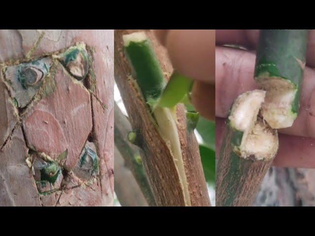 आम की ग्राफ्टिंग करने का आसान और सही तरीका | mango grafting on guava #grafting #gardening #viral