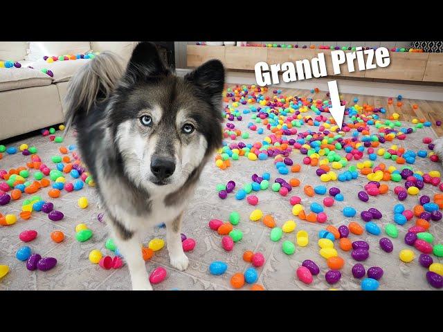 I hid 1 Grand Prize Among 1,200 Easter Eggs... Will she find it?