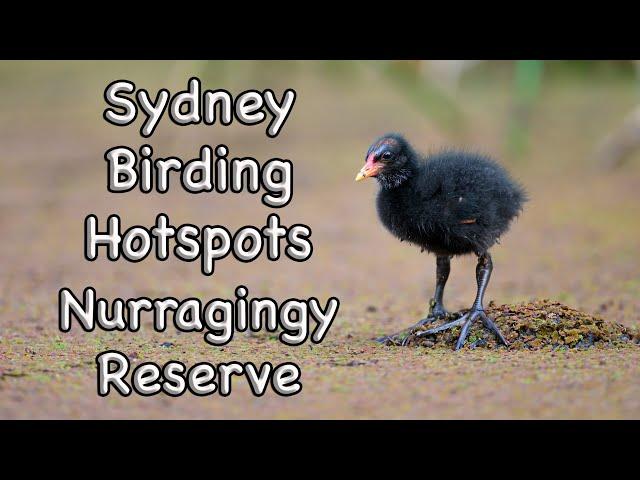 Sydney Birding Hotspots - #11 Nurragingy Reserve