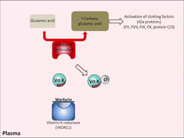 Warfarin - Mechanism of Action