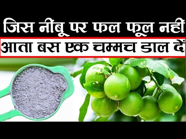 जिस नींबू पर फल फूल नहीं आता तो बस एक चम्मच डाल दें | Best lemon fertilizer for plants | Lemon Tree