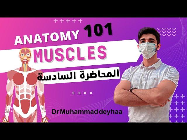 Anatomy (6) | Basis- Muscular system | د محمد ضياء