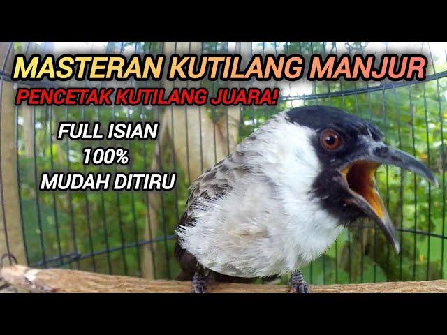 SUARA BURUNG KUTILANG GACOR FULL ISIAN JUARA UNTUK MASTERAN KUTILANG, MUDAH DITIRU SEMUA KUTILANG