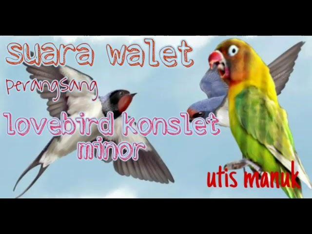 masteran lovebird konslet minor suara walet