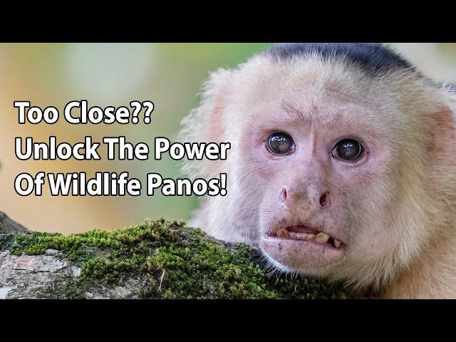 Too Close? Unlock The Power Of Wildlife Panos!