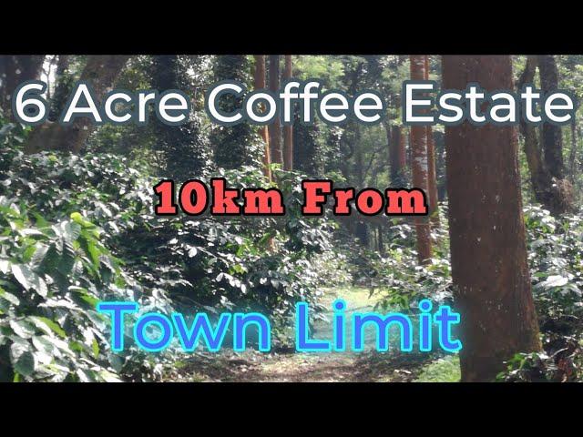 6 Acre Coffee Estate for sale Coorg  Karnataka