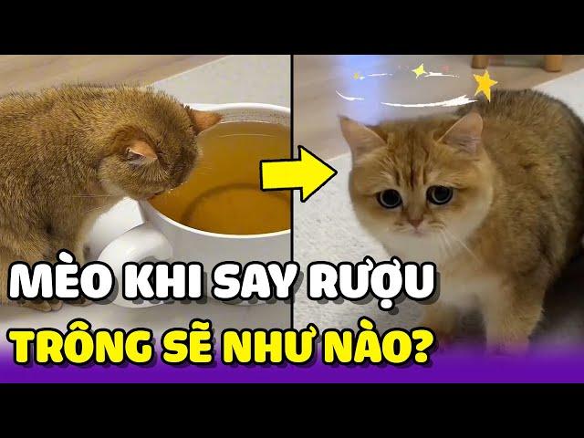 Biểu cảm HÀI HƯỚC của các CHÚ MÈO sau khi bị SAY RƯỢU  | Yêu Lu Official