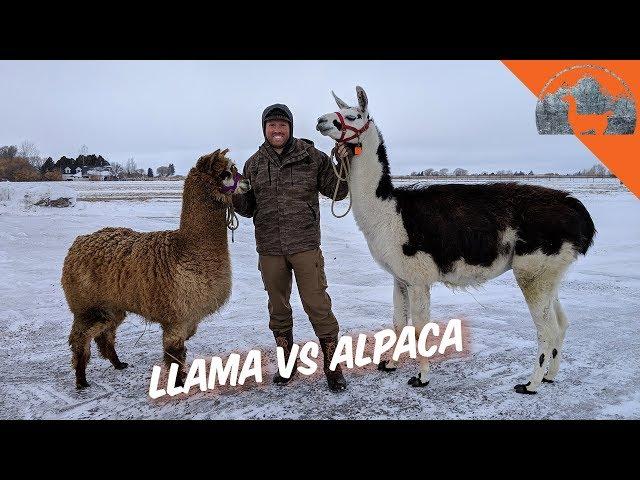 LLAMA VS. ALPACA? - Ep.72 - Llama Life