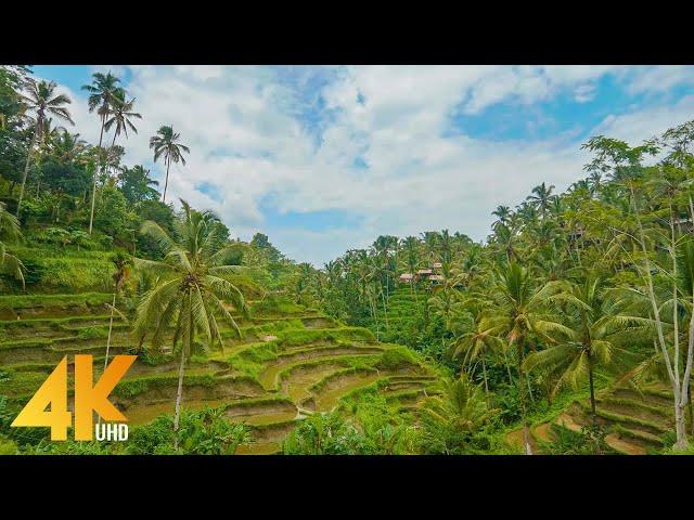 4K BALI Virtual Walking Tour - Scenic Walk Through Indonesia Rainforest and Local Villages - 4 HOURS