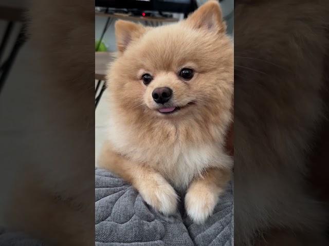 Cute dog #haru #doglover #pomeranian #cute #kawaii