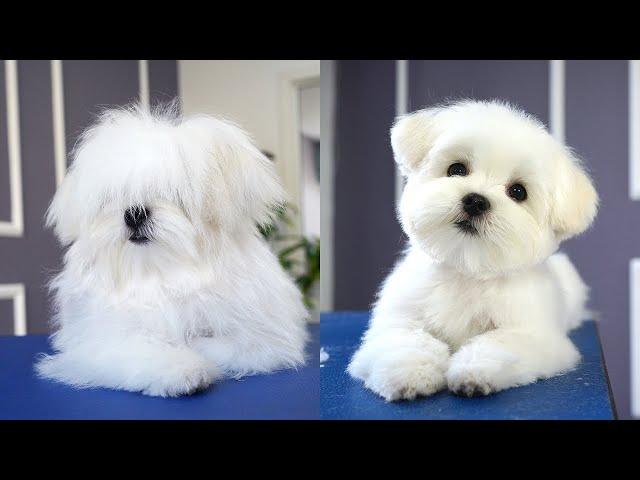 MALTESE PUPPY, FIRST GROOMING WITH SCISSOR ️️ cuteness guaranteed!