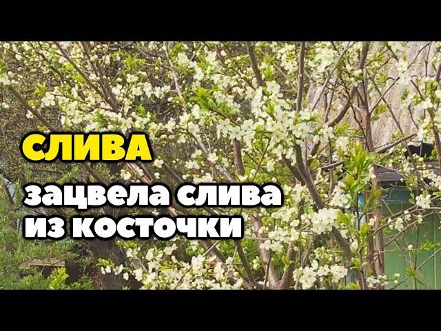 Зацвела слива из косточки | слива выросшая из косточки