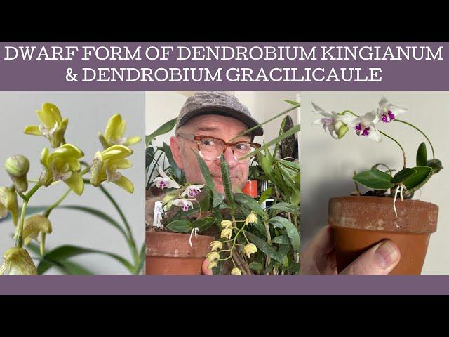 The dwarf form of Dendrobium kingianum!