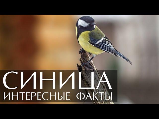 Синица - интересные факты